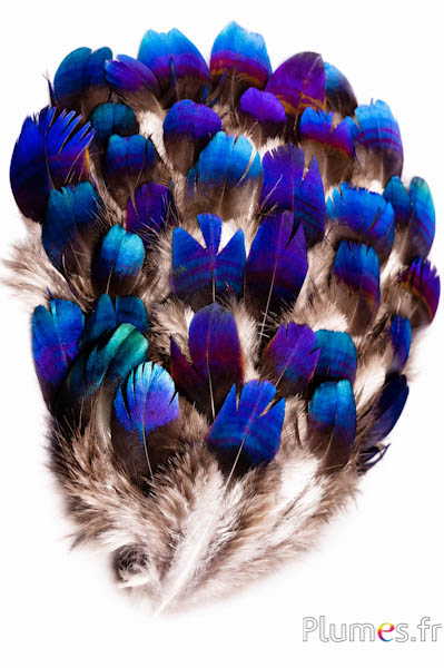 Fasan Himalaja-Königsglanzfasan - 7-10 cm - metallisch blau-violett